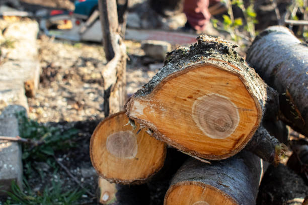 How Our Tree Care Process Works  in  Fort Walton Beach, FL