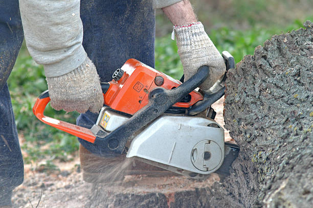 Professional Tree Care in Fort Walton Beach, FL
